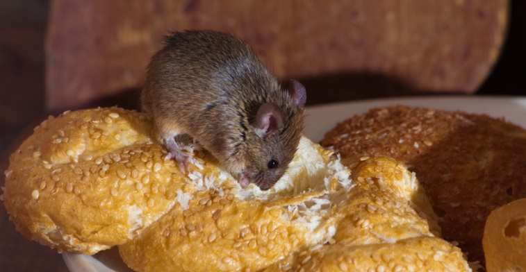 آسیب موش به نان