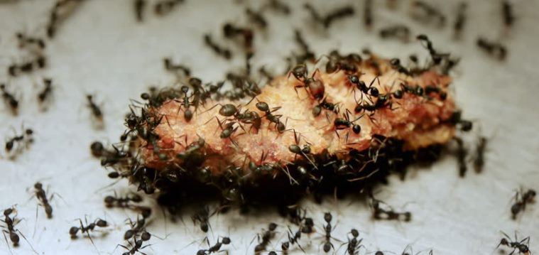 حمله مورچه ها به گوشت