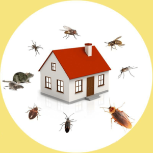 محاصره خانه توسط حشرات