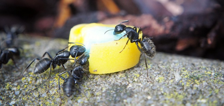 غذای مورد علاقه مورچه ها