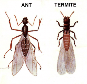 مورچه و موریانه