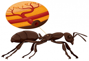مورچه بدون ریه است