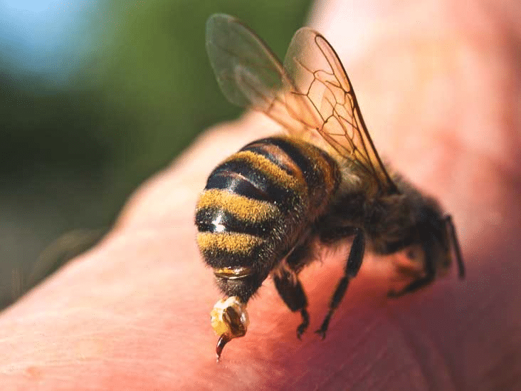 نیش زنبور