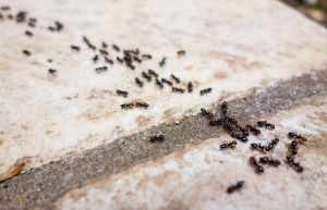 رژه مورچه ها