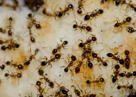 از بین بردن مورچه ها