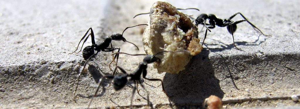 مورچه های درحال حمل غذا