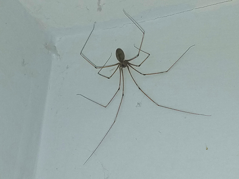 عنکبوت پا دراز روی دیوار