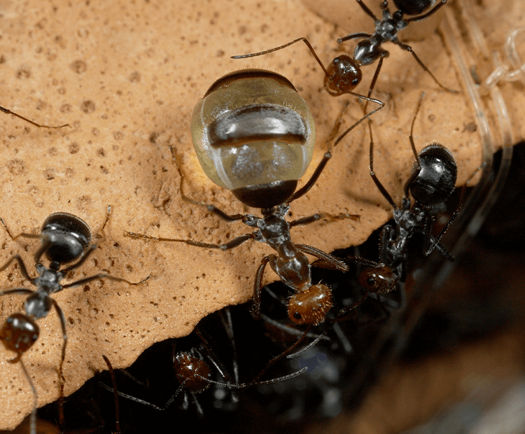 معده اجتماعی مورچه