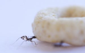 مورچه در حال حمل غذا