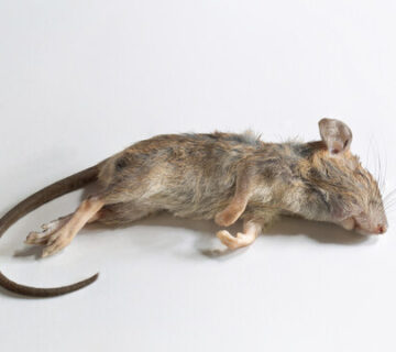 مرگ موش