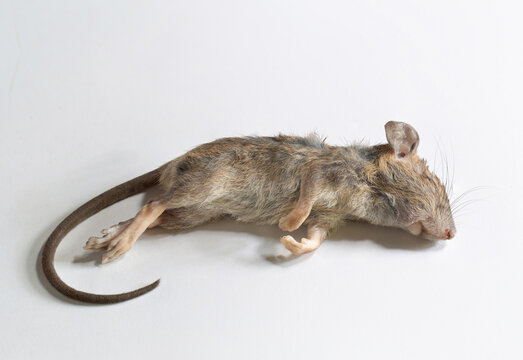 مرگ موش