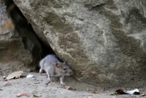 موش زیر تخته سنگ
