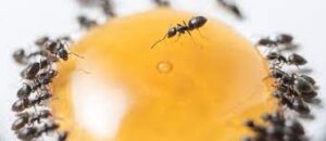 مورچه ها دور زرده تخم مرغ